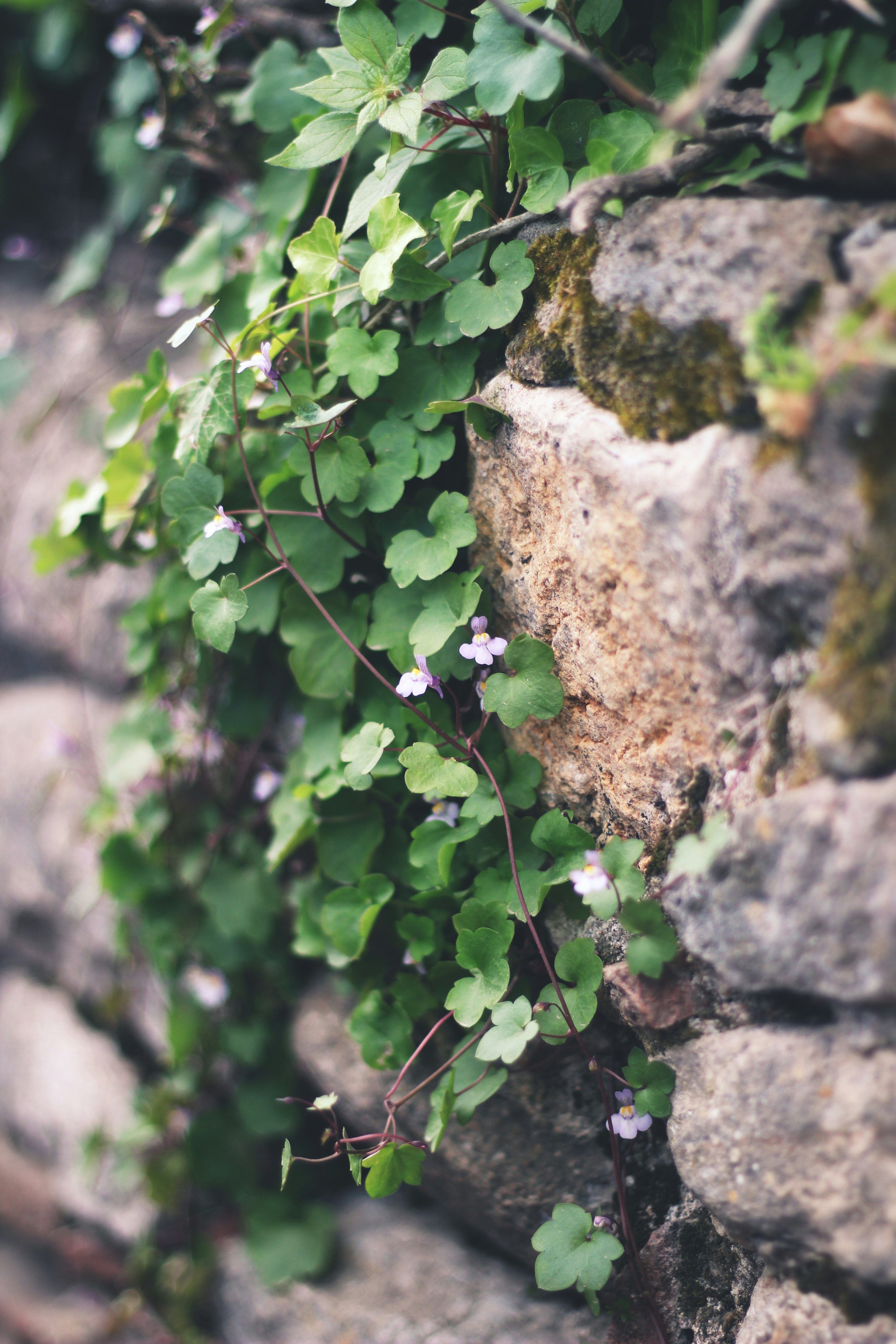 green plant on gray rock